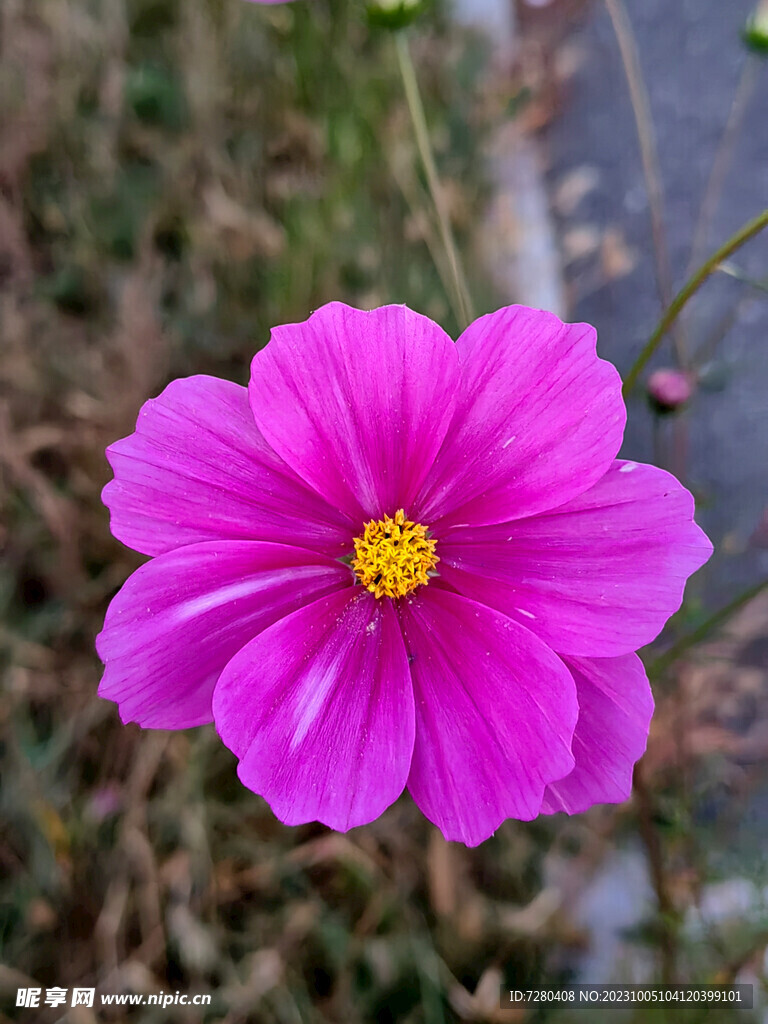 格桑花