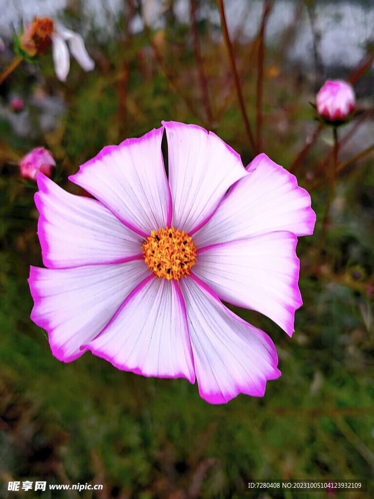 格桑花