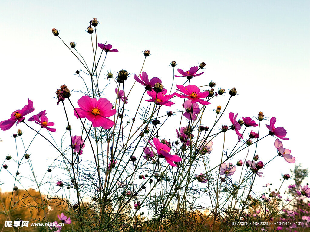 格桑花