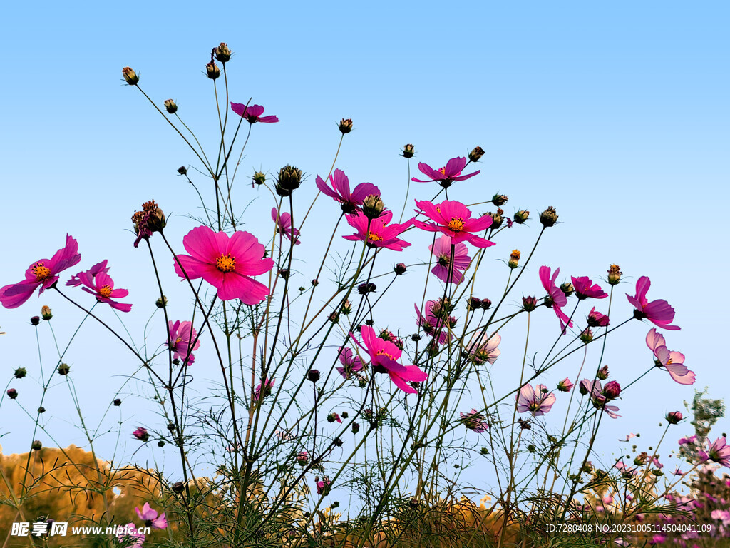 分层格桑花