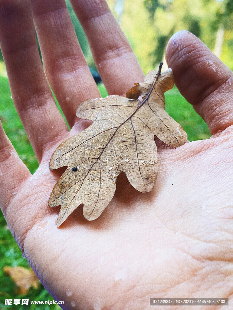 枯黄树叶