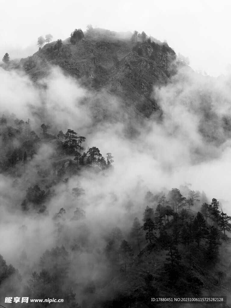 丛林