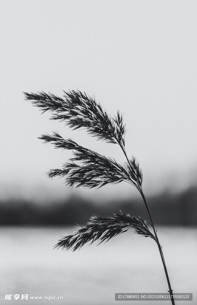 野草