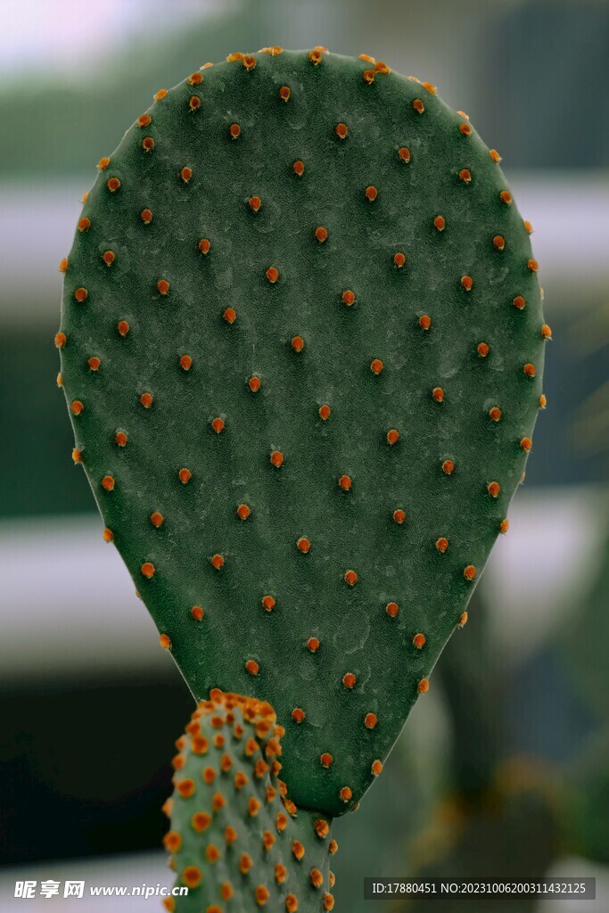 仙人掌