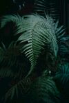 蕨类植物