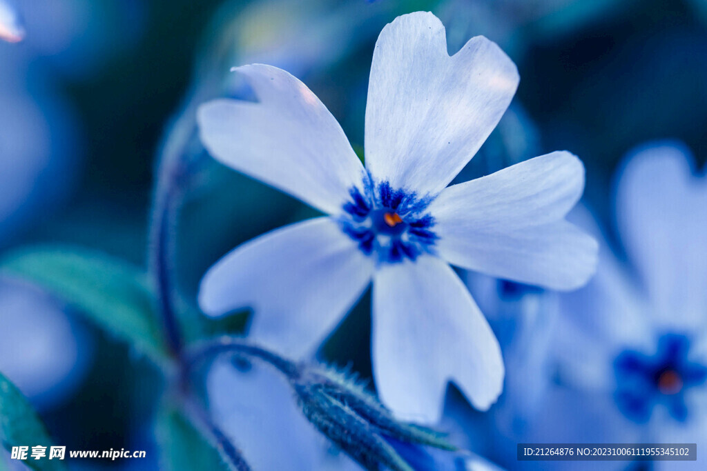 小邹菊