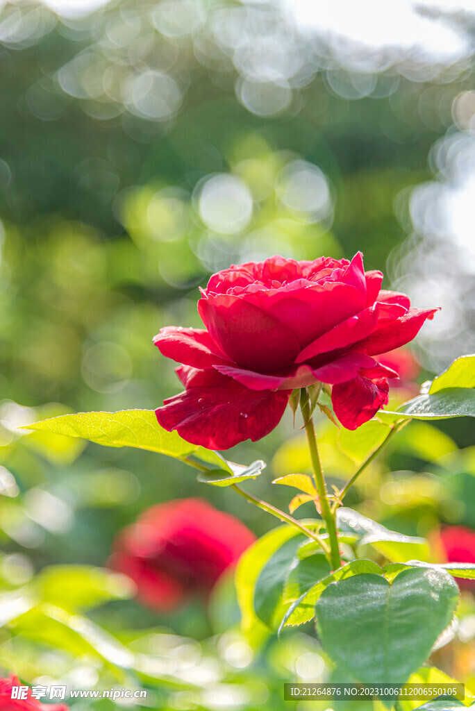 玫瑰花