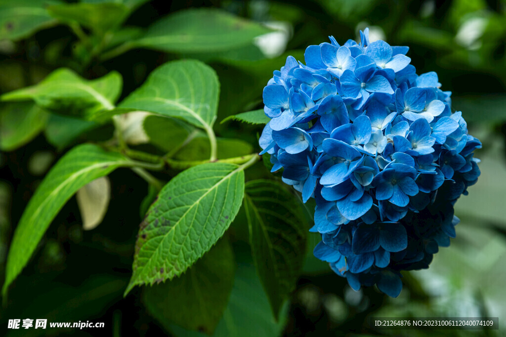 绣球花