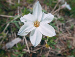 小邹菊