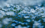 花海