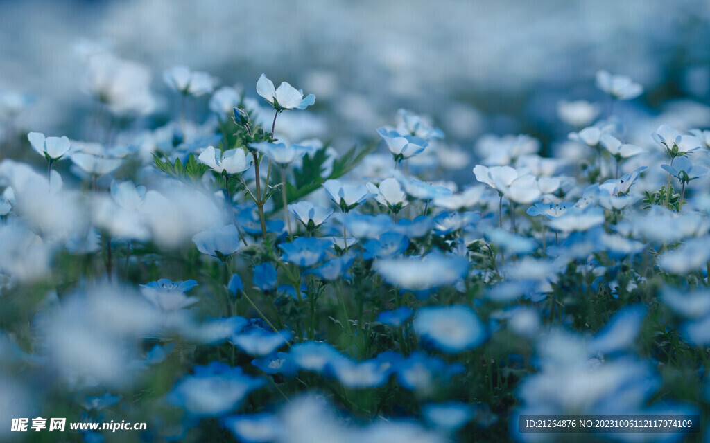 花海