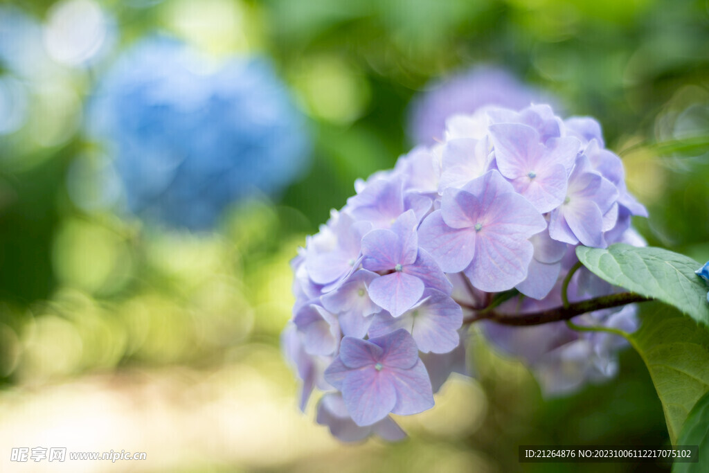 绣球花