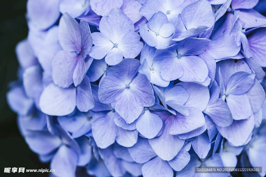 绣球花