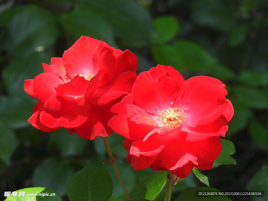 玫瑰花
