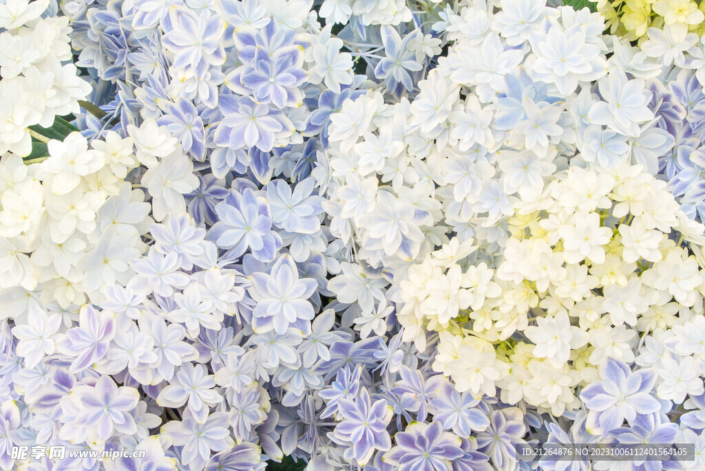绣球花