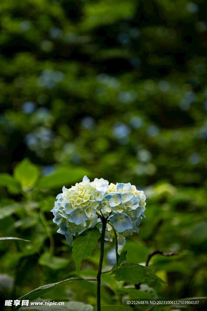绣球花