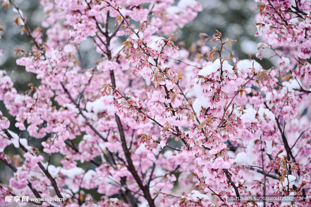 梅花
