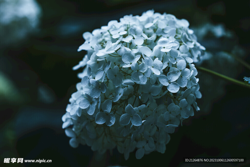 绣球花
