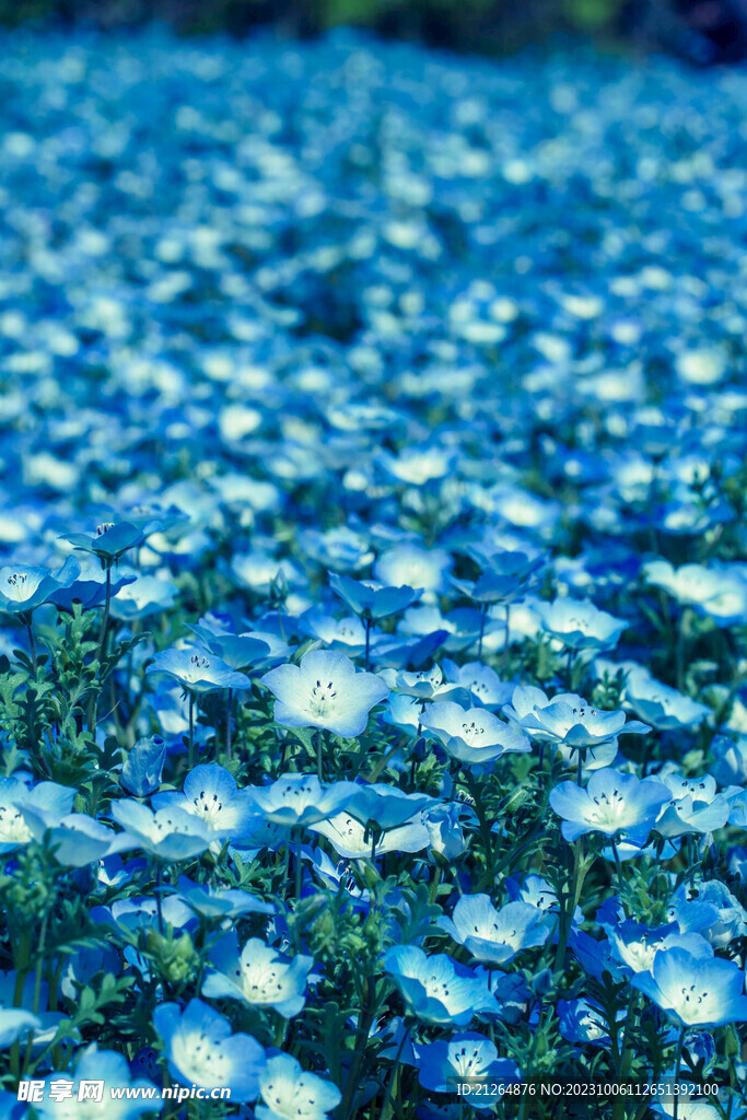 花海