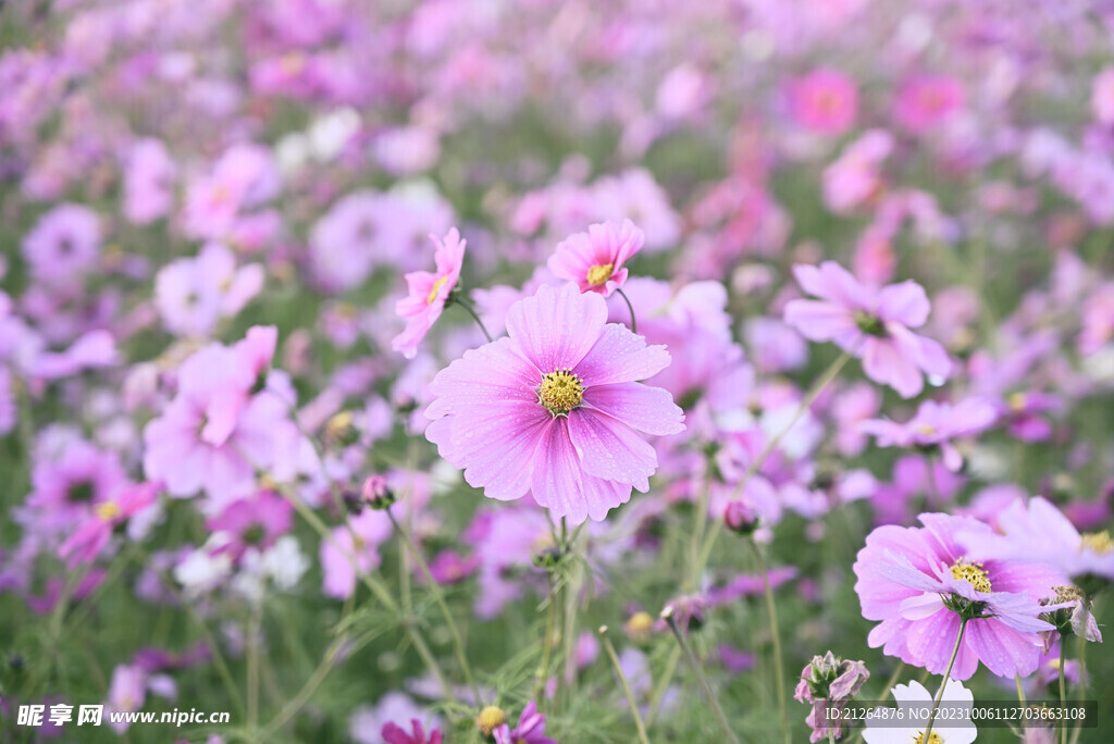 小邹菊