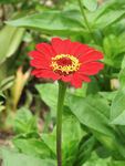 小皱菊