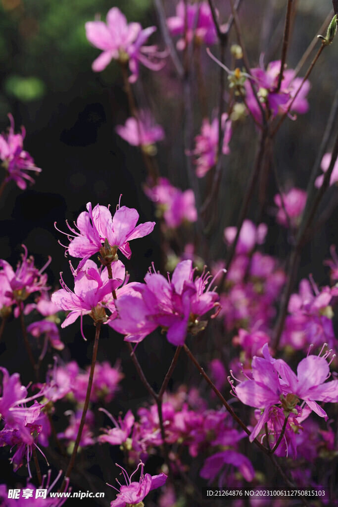 蝴蝶花