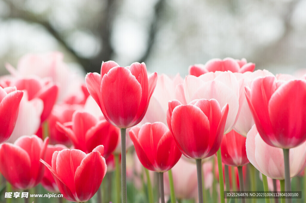 玫瑰花
