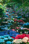绣球花
