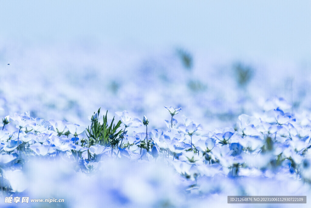 花海