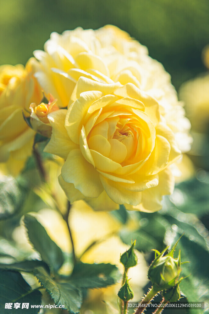 玫瑰花