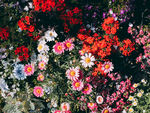 花海