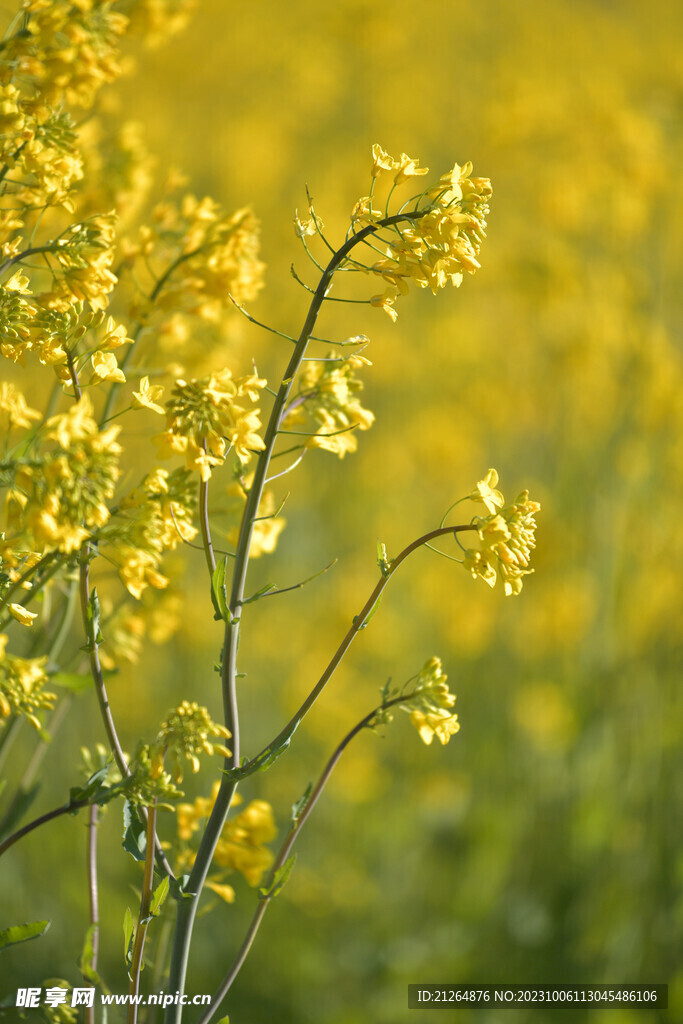 油菜花
