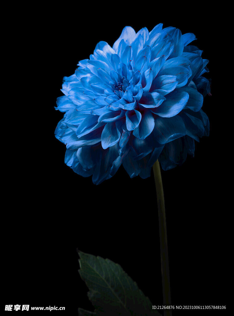 绣球花