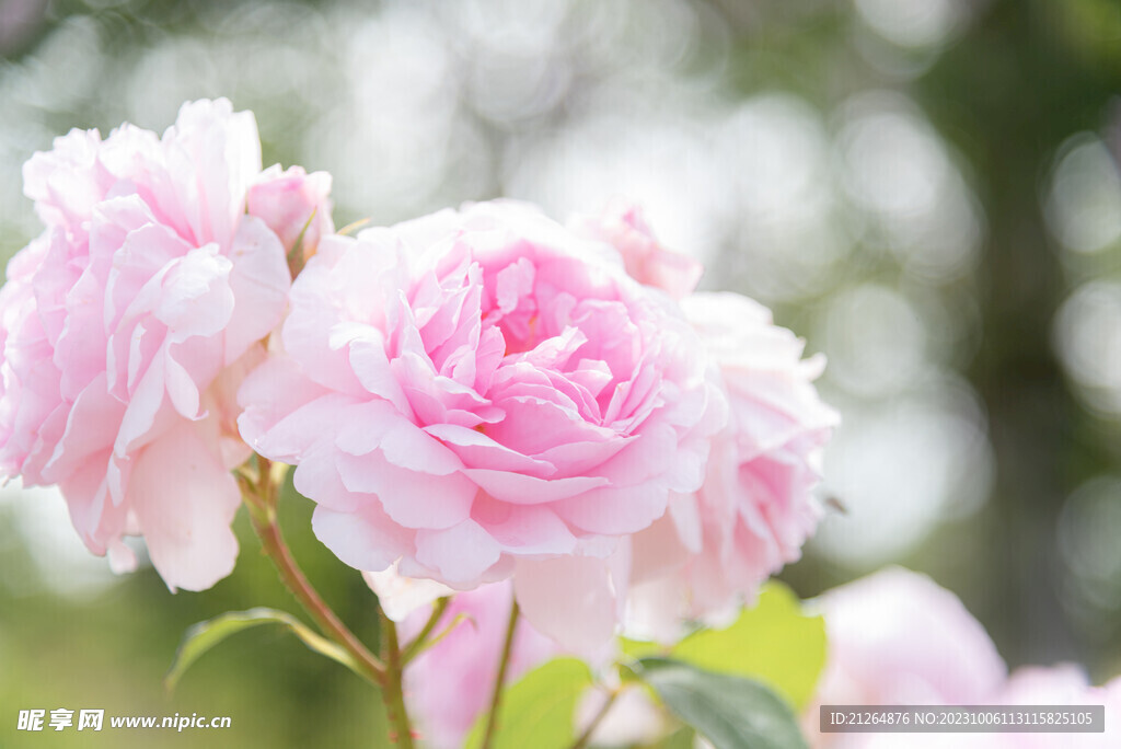 玫瑰花