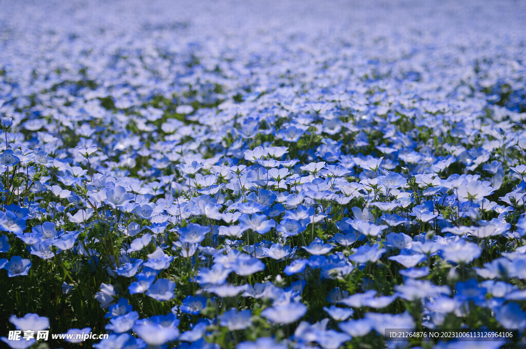 花海