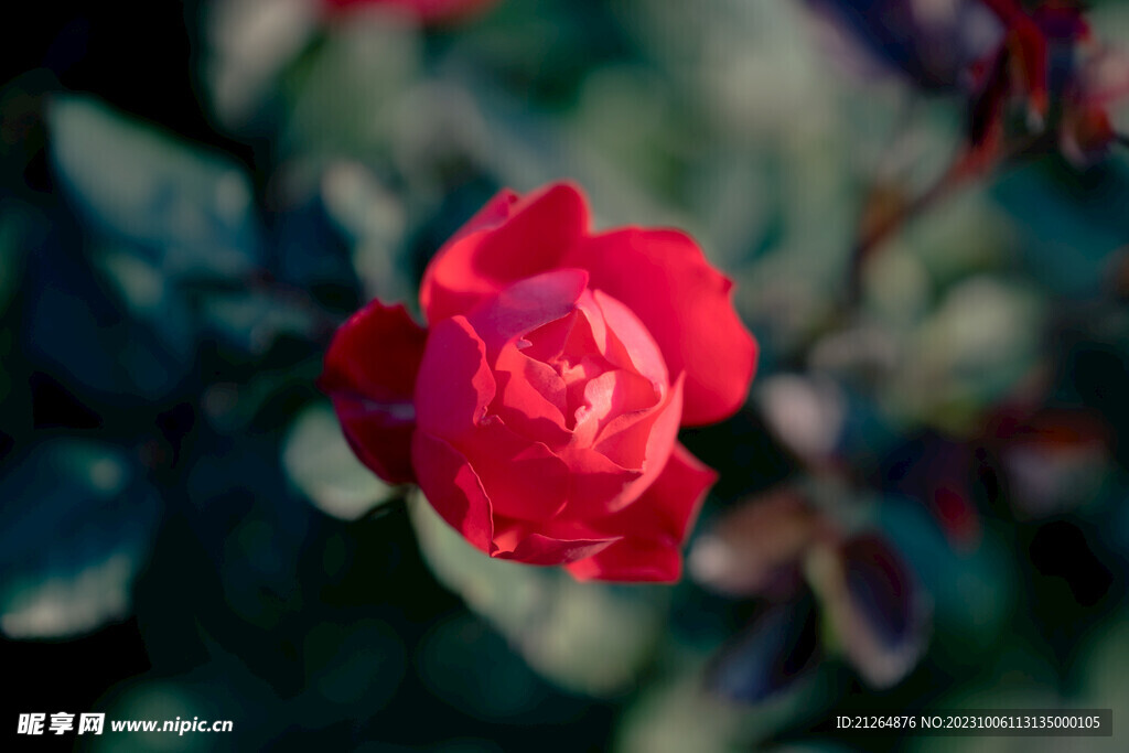 玫瑰花