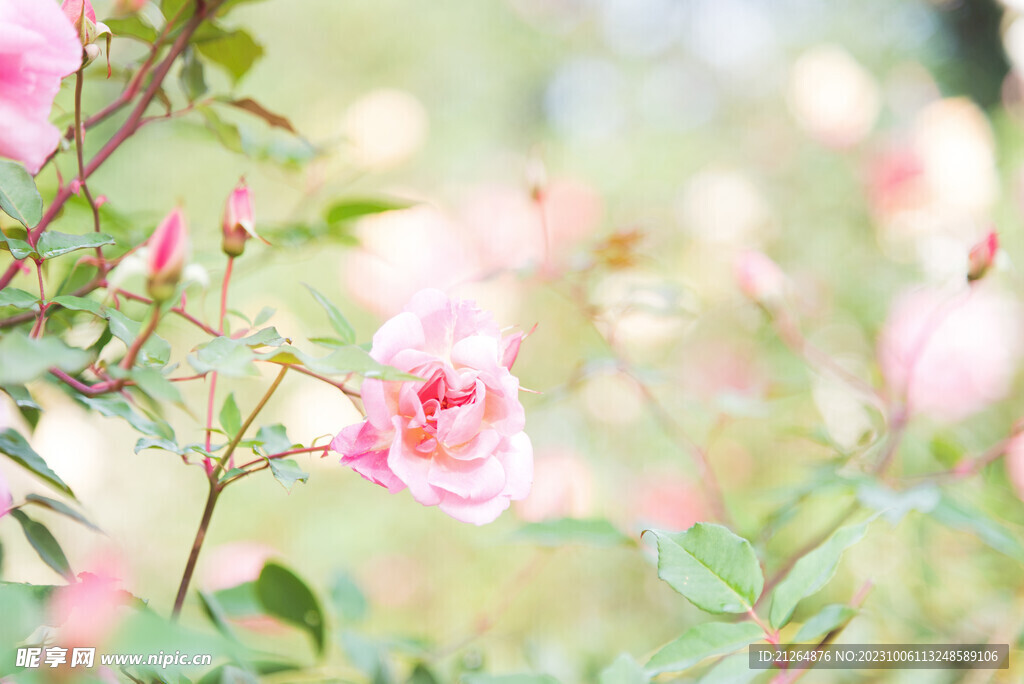 玫瑰花