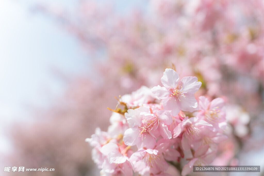 桃花