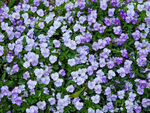 花海