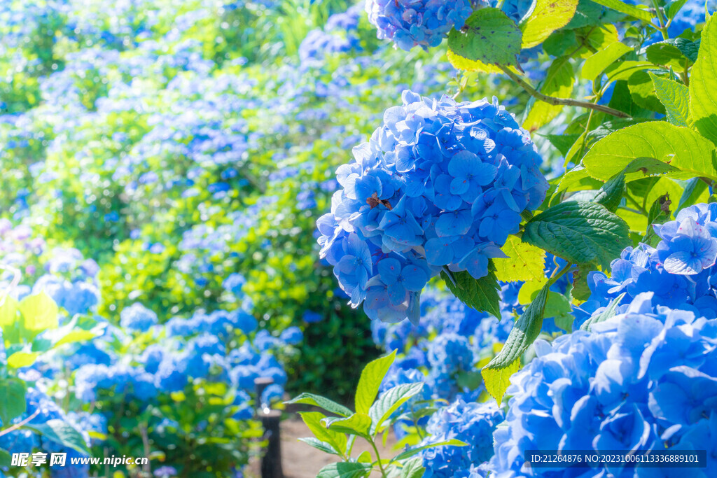 绣球花