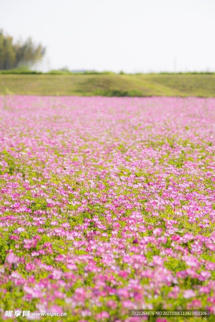 花海