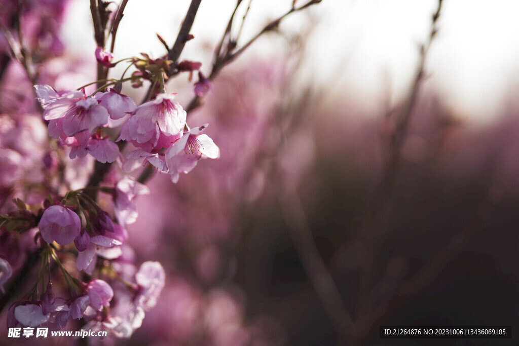 梅花