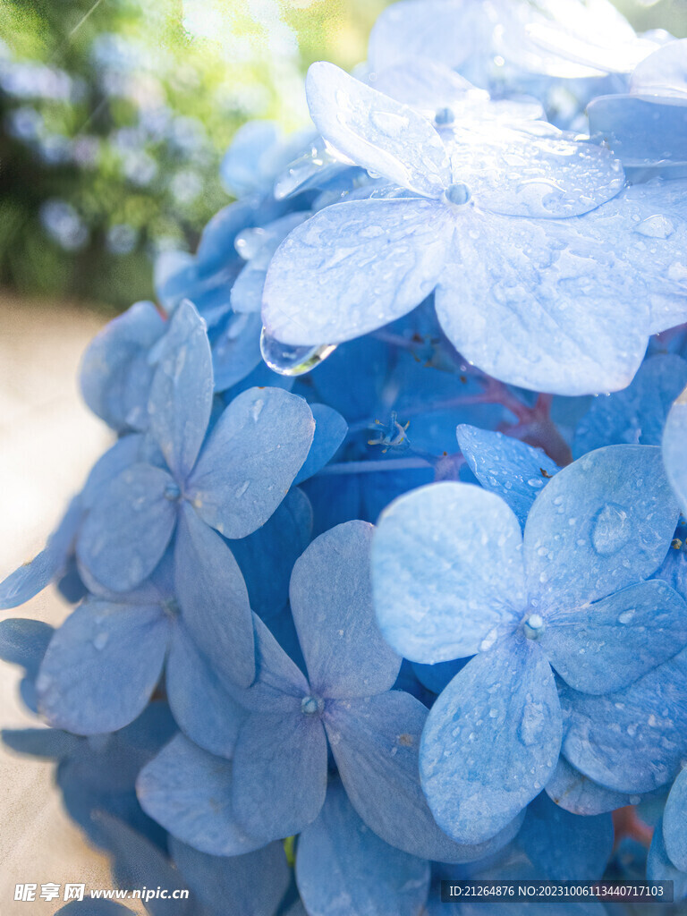 绣球花