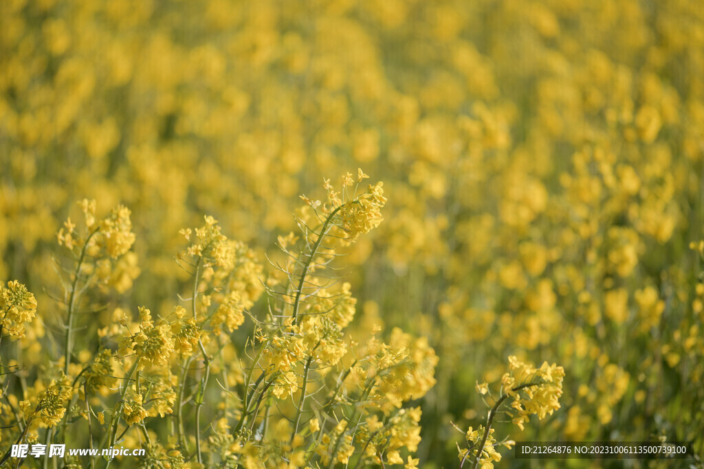 油菜花
