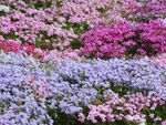 花海