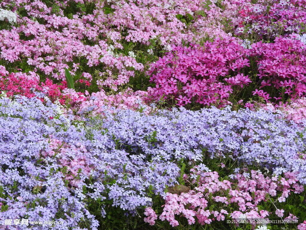 花海
