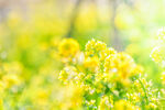 油菜花