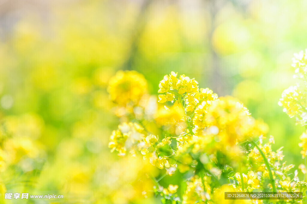 油菜花