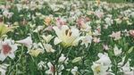 百合花