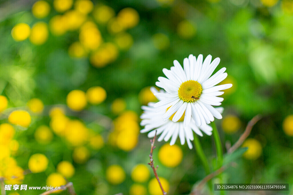 小邹菊